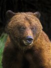 Porträt eines braunen Grizzlybären im Freien. — Stockfoto