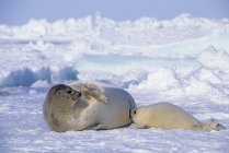 Harp seal nursing seal pup in snow of Gulf of Saint Lawrence, Canada. — Stock Photo