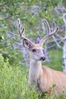 Крупный план Mule Deer Buck — стоковое фото