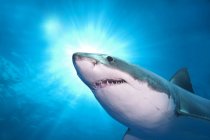Большая белая акула плавает в голубой морской воде с подсветкой . — стоковое фото