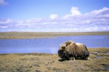 Bull muskox en la costa en Victoria Island, Nunavut, Arctic Canada - foto de stock