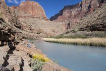 Brittlebush fiorisce sopra visitatore a Little Colorado River, Grand Canyon, Arizona, Stati Uniti — Foto stock