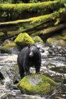 Black bear fishing in water of Thornton Creek, Vancouver Island, British Columbia, Canada — Stock Photo
