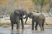 Elefantes africanos juvenis brincando em um buraco de água no Parque Nacional de Etosha, Namíbia — Fotografia de Stock