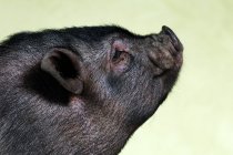 Babybauch-Schwein, Profil-Porträt — Stockfoto