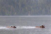 Grizzly bear and cubs swimming across estuary of river in rain in Khutzeymateen park, Canada. — Stock Photo