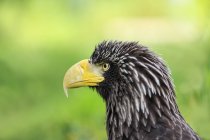 Stellers sea eagle outdoors, profile portrait — Stock Photo