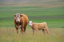 Ganado en pastos del sur de Saskatchewan, Canadá . - foto de stock