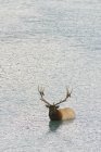 Alce che attraversa il fiume nelle acque dell'Alberta, Canada . — Foto stock