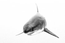 Grande tubarão branco contra fundo branco . — Fotografia de Stock