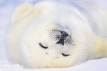 Giovane arpa foca pisolino sulla neve, primo piano . — Foto stock