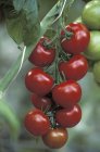 Close up of branch of tomatoes on blurred background — Stock Photo