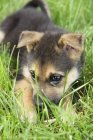 Mixed breed puppy lying in green grass outdoors. — Stock Photo