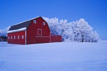Red barn and trees coated with hoarfrost near Beausejour, Manitoba, Canada — Stock Photo