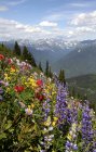 Piste montagneuse des fleurs sauvages du pic Idaho, New Denver, Colombie-Britannique, Canada — Photo de stock