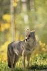 Kojote steht auf sonniger Wiese im Wald — Stockfoto