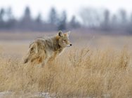 Kojoten jagen im Winter im Wiesengras. — Stockfoto