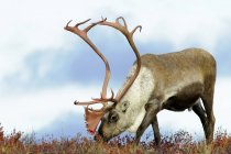 Karibus-Bulle weidet auf herbstlicher Wiese in kargem Land, arktisches Kanada — Stockfoto