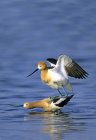 Mating American avocets in blue water, close-up. — Stock Photo