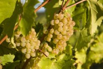 Viognier grapes growing at vineyard farm in sunlight, close-up. — Stock Photo