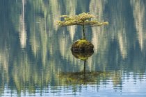 Pequena árvore brotando de tronco afundado em Fairy Lake, Vancouver Island, British Columbia, Canadá — Fotografia de Stock