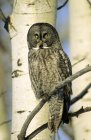 Wintering adulto grande coruja cinza sentado no ramo da árvore de bétula na floresta . — Fotografia de Stock