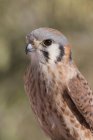 Falco kestrale americano seduto all'aperto, ritratto — Foto stock