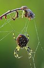 Shamrock spider with dew on web, close-up. — Stock Photo