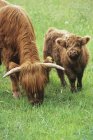 Highland cow with calf grazing on green meadow, Vancouver Island, British Columbia, Canada. — Stock Photo