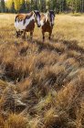 Pâturage de chevaux dans une prairie de ranch dans la région de Cariboo, Colombie-Britannique, Canada — Photo de stock