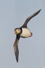 Pássaro de puffin atlântico voando contra o céu azul — Fotografia de Stock