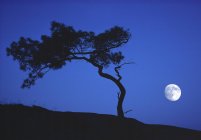 Scenery of white pine and moon in blue sky, Georgian Bay, Ontario, Canada — Stock Photo