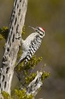 Ladder-backed woodpecker pecking on tree, close-up. — Stock Photo