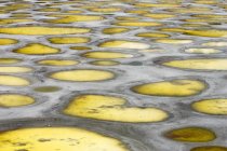 Close-up of Spotted Lake in Okanagan region of British Columbia, Canada — Stock Photo