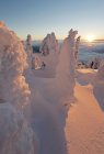 Снежные призраки на восходе солнца на курорте Сан-Пикс, Томпсон Оканган, Британская Колумбия, Канада — стоковое фото