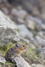 Американская щука, сидящая в скалах в естественной среде обитания национального парка Джаспер, Альберта, Канада — стоковое фото