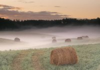 Round hay bales in field during foggy sunrise near Saskatoon, Saskatchewan, Canada — Stock Photo