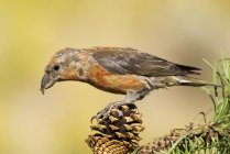 Red crossbill sitting on fir cone, close-up. — Stock Photo