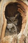 Great horned owl and owlet siting in tree hollow, close-up. — Stock Photo