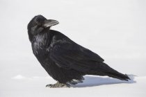 Common raven perched on snowy surface — Stock Photo