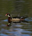 Wood duck in breeding plumage on reflective pond, close-up. — Stock Photo