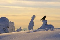 Raven empoleirado na árvore fantasma coberta de neve em Mount Seymour Provincial Park, British Columbia, Canadá — Fotografia de Stock