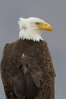 Bald eagle with windblown feathers sitting outdoors. — Stock Photo