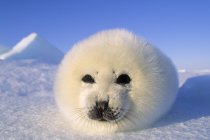 Primer plano de la foca de arpa tumbada en la nieve y mirando en la cámara . - foto de stock