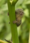 Marmoset pigmeu segurando no tronco verde no Equador, América do Sul — Fotografia de Stock