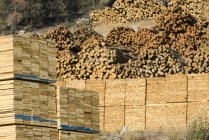 Stacked wood drying in lumber yard of lumber mill. — Stock Photo