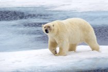 Polar bear walking on pack ice of Svalbard Archipelago, Norwegian Arctic — Stock Photo