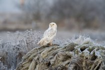 Snowy owl standing on frosty wood in meadow. — Stock Photo