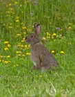 Snowshoe hare standing in summer grass near Lake Superior, Canada — Stock Photo