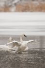 Trumpeter swans swimming and flapping wings in water — Stock Photo